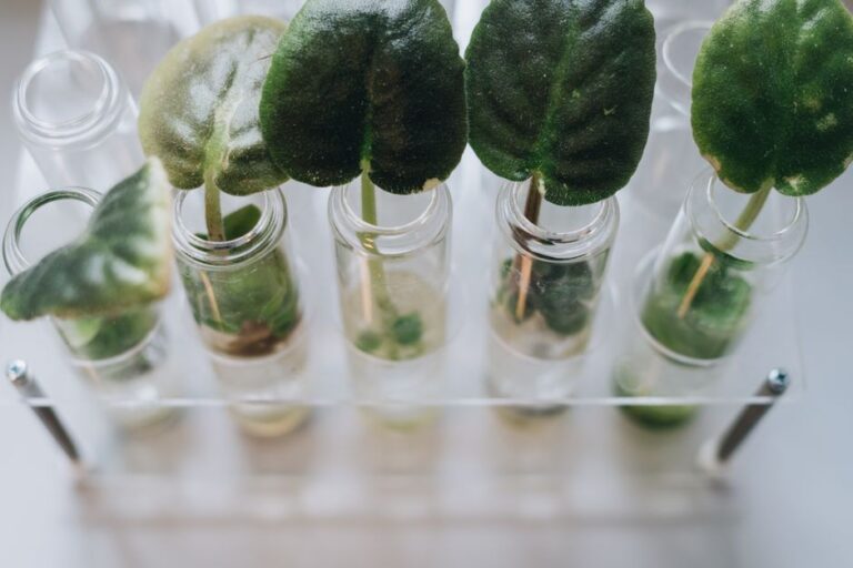 파리지옥 번식